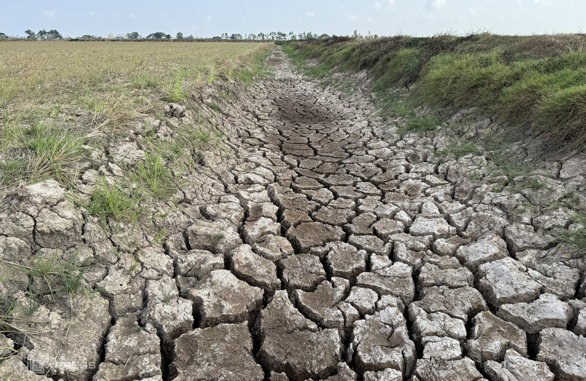 Drought, salt intrusion destroy Mekong Delta paddy fields