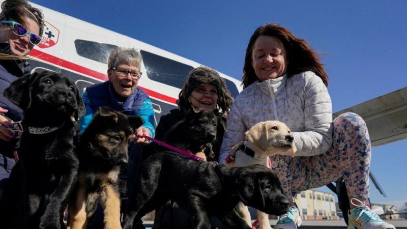 Puppies Trained to Guide the Blind