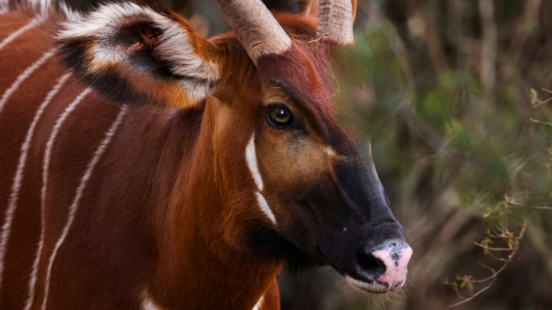 New Hope for Kenya's Forest Antelope