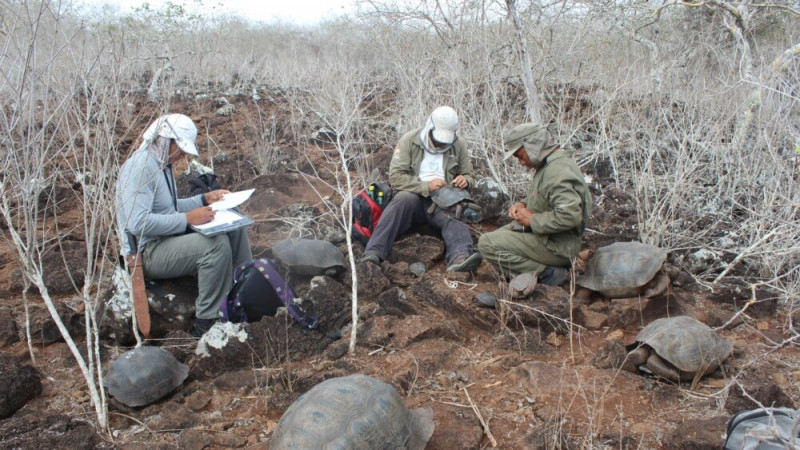 Scientists Report New Tortoise Species on Galapagos Islands
