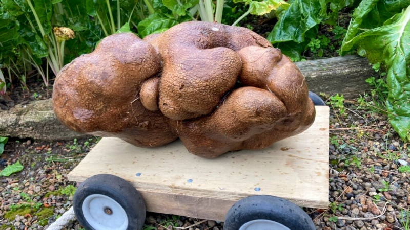 New Zealanders Learn Their Record Potato Is Something Else