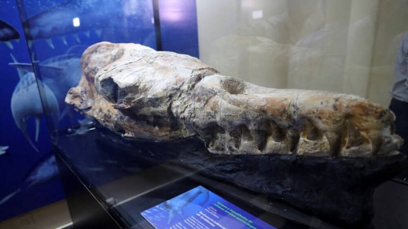 Scientists in Peru Discover a Huge Whale Ancestor
