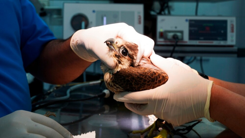 Qatar's Modern Hospital for Falcons Only