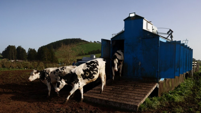 Cows, Farmers at Risk in Portugal's Azores