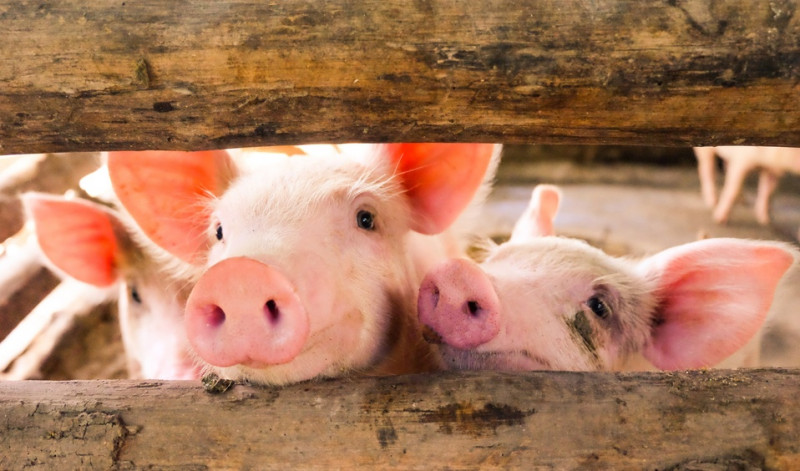 New Analysis of Pigs' Grunts Reveals How They're Feeling