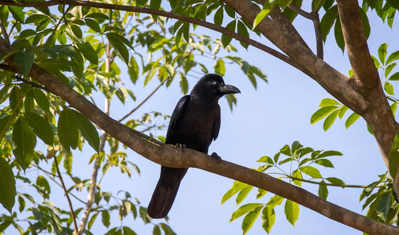 New Caledonian Crows Keep Their Favorite Tools Safe