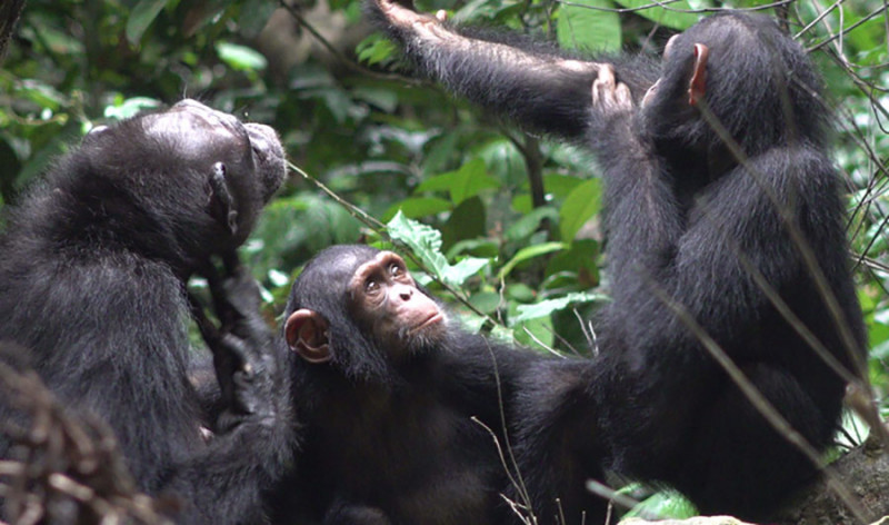 Chimpanzees Observed Applying Insects to Their Wounds