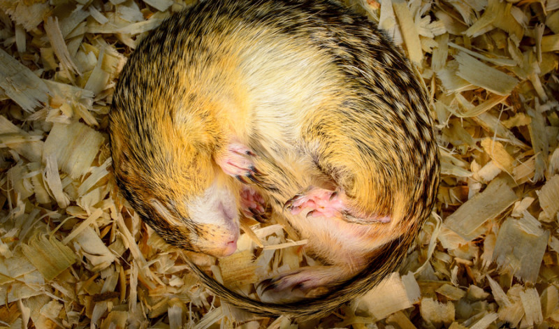 A New Theory for How Mammals Might Survive Hibernation