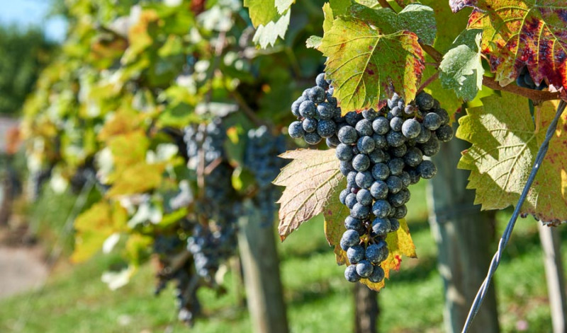 Today's Abundance of Wine Grape Varieties Descended from Fruit Bred in Western Asia