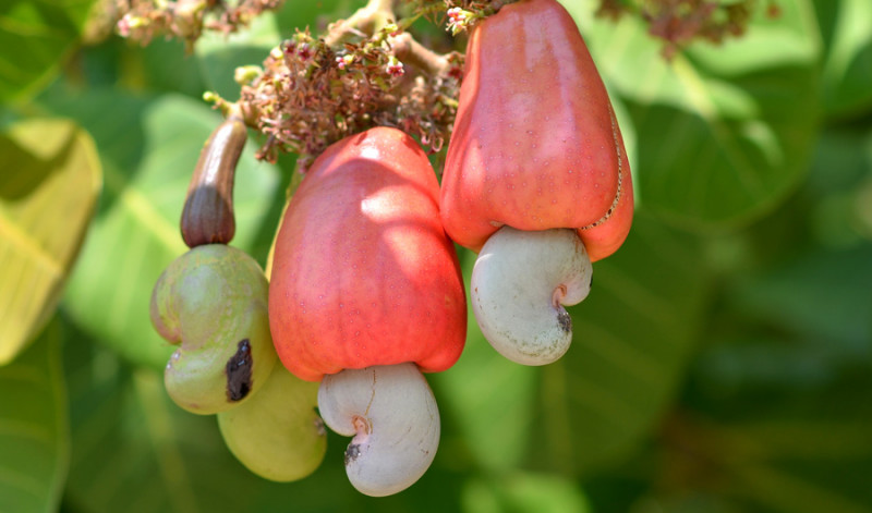 How Climate Change Will Shift the Farming Landscape for Coffee, Cashews and Avocados