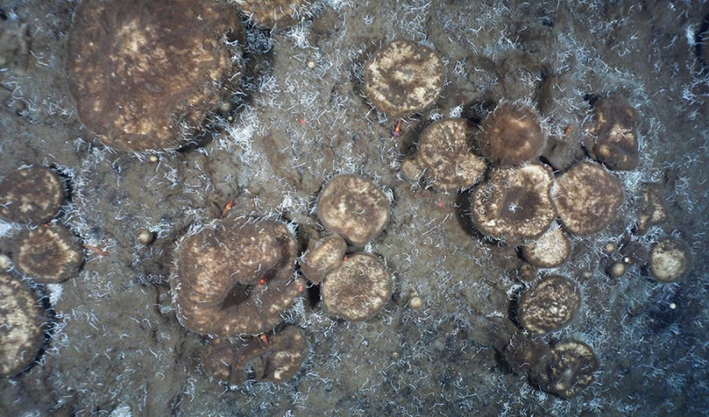 The Sponges That Feed on an Extinct Ecosystem