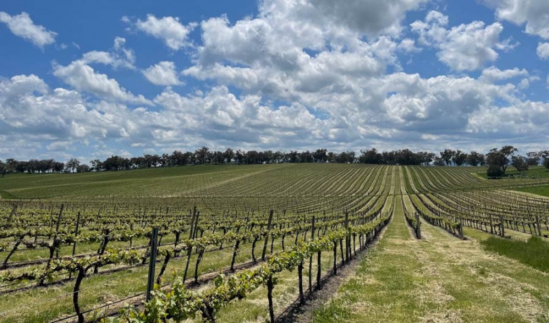 Australian Winemakers Turn to Science to Help Weather Climate Change
