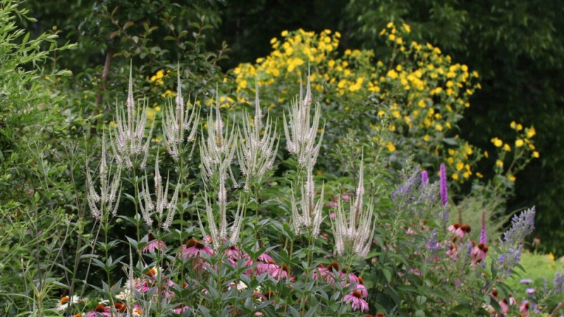 Plant Native Plants to Support Local Environment, Wildlife