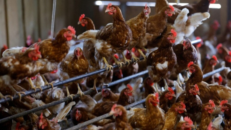 Bird Flu Puts Chickens into Lockdown from US to France