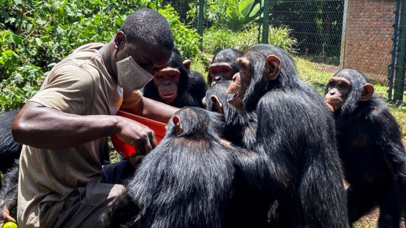 Congo Wildlife Center Gives Chimps a Home