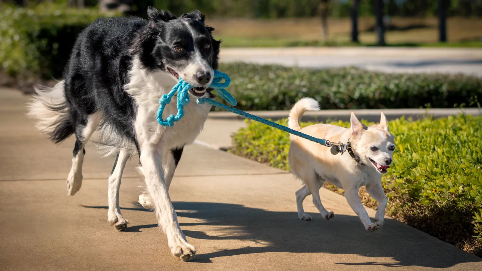The training that helps your dog lead a better life