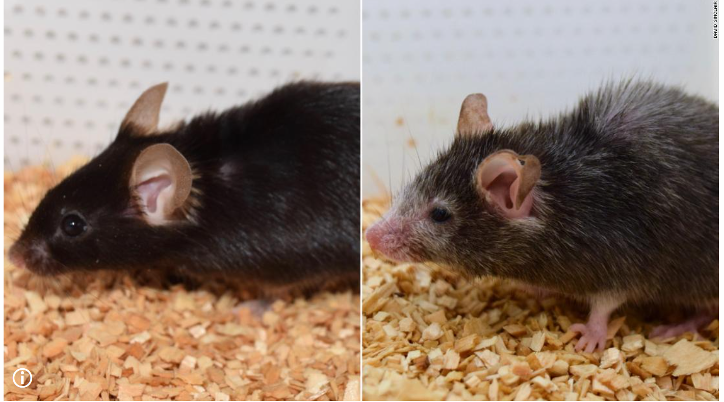 The 'Benjamin Button' effect: Scientists can reverse aging in mice. The goal is to do the same for humans