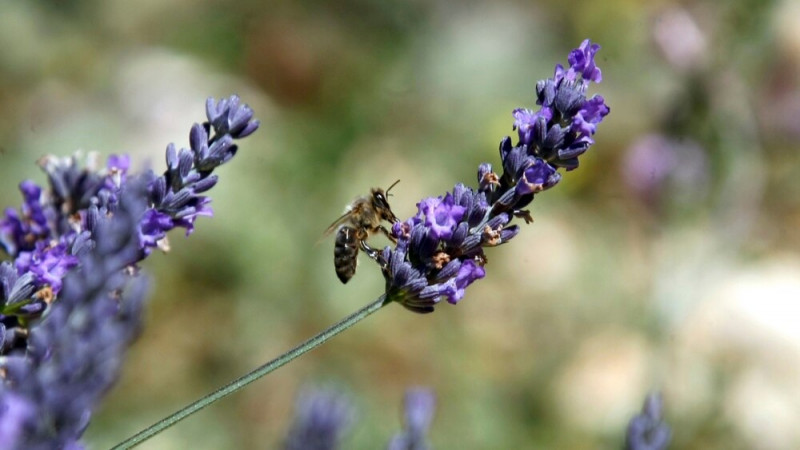 European Beekeepers Alert on ‘Catastrophic' Harvest