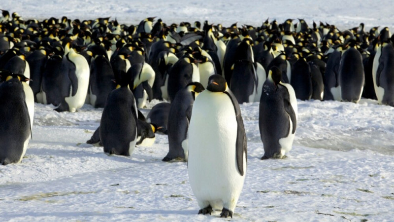 US Says Climate Change Is Threatening Emperor Penguins