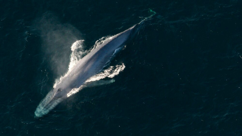 Study: Blue Whales Swallow 10 Million Microplastic Pieces a Day