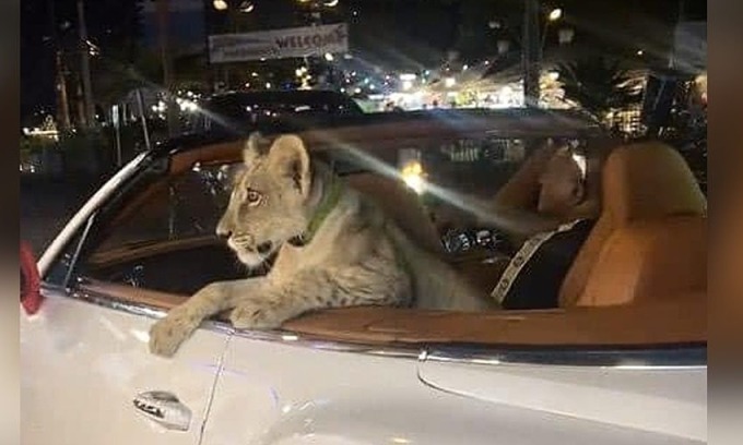 Thai woman charged over lion cub riding in tourist's Bentley