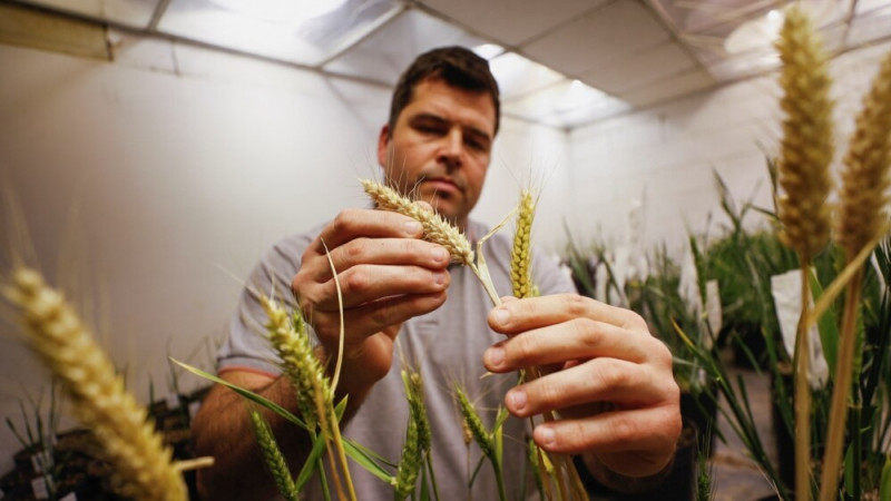 Argentina Looks to Cross Wheat with Gene from Sunflowers