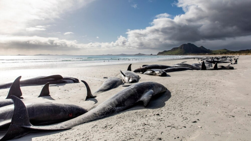 Hundreds of Whales Die on New Zealand Beaches