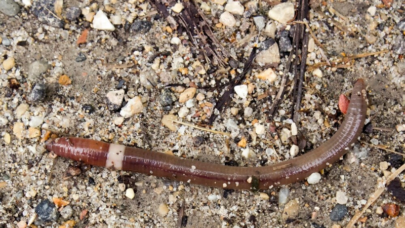 Is a Worm the Next Invasive Threat?