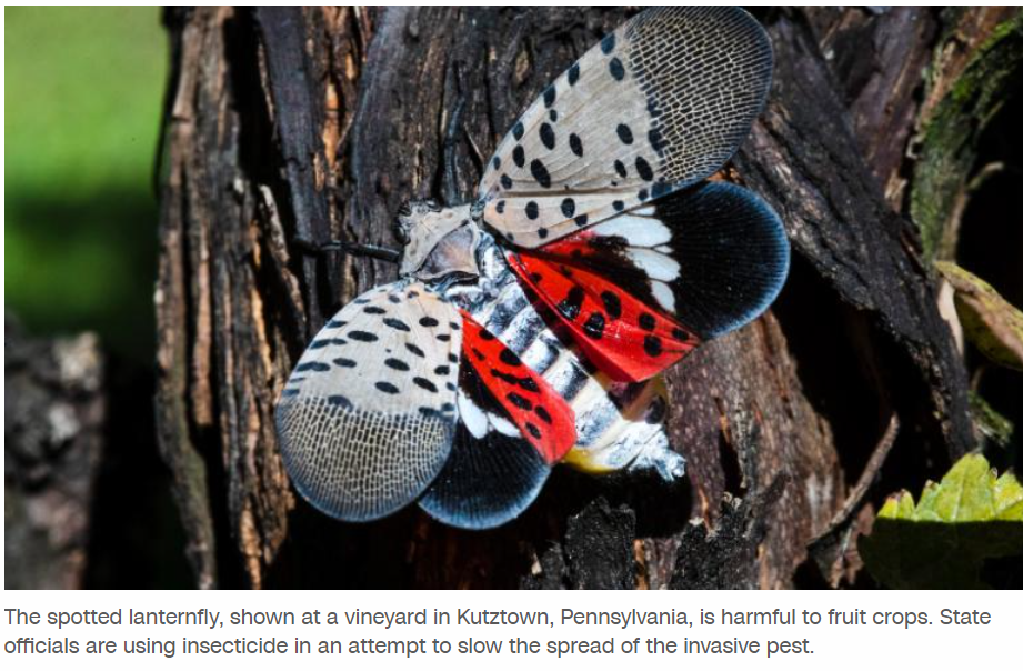 Squish, squash, stomp: It's OK to kill this beautiful but invasive insect, experts say