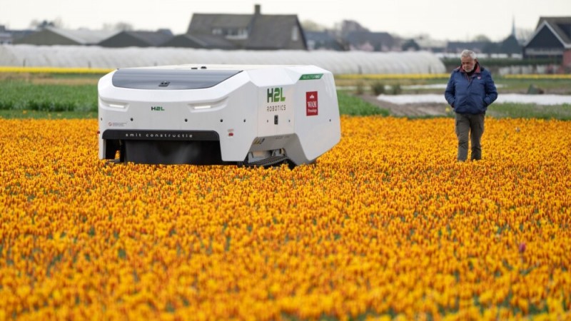 AI Robot Helps Find Sick Tulips in Netherlands