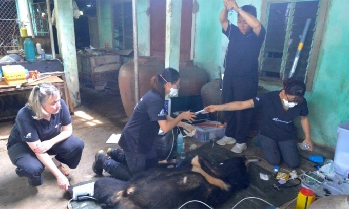Captive Asian black bear transferred to rescue center in central Vietnam