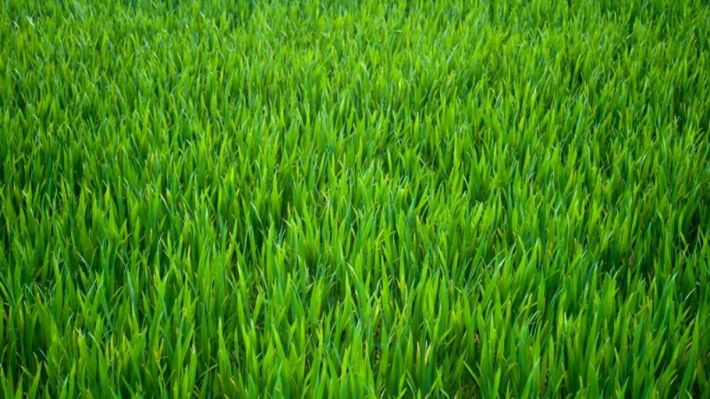 'Watching the Grass Grow' Is Not Fun