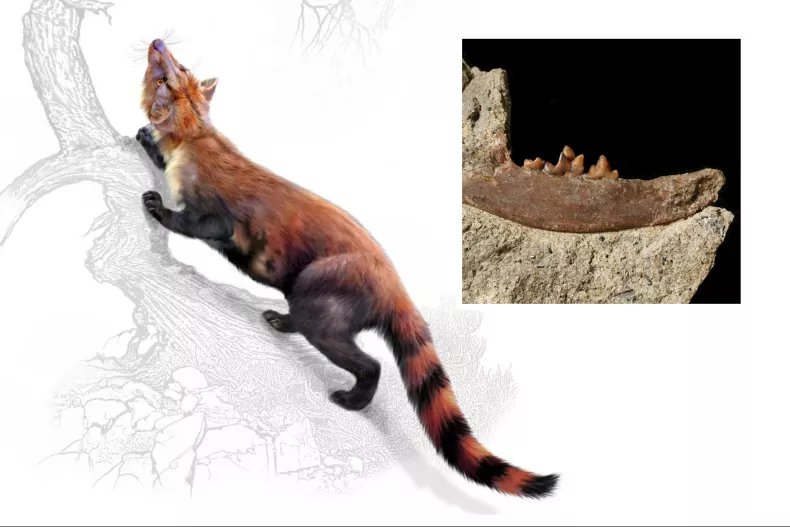 New and Unusual Catlike Animal From 33 Million Years Ago Found
