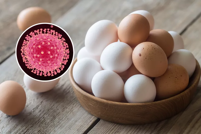 Bird Flu Outbreak: Is It Still Safe To Eat Eggs?