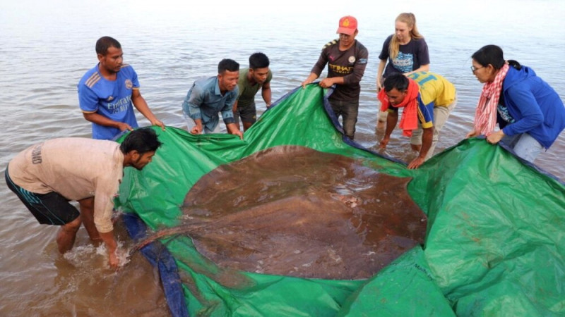 Cambodian Fishermen Catch Rare Giant Stingray in Mekong River