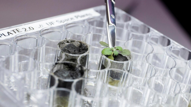 Scientists Grow Plants in Dirt from Moon