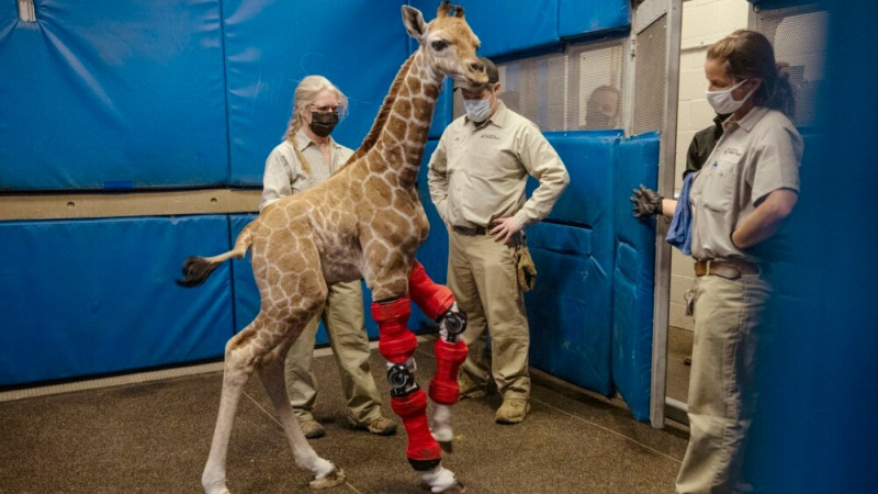 Baby Giraffe with Leg Problem Gets Special Braces