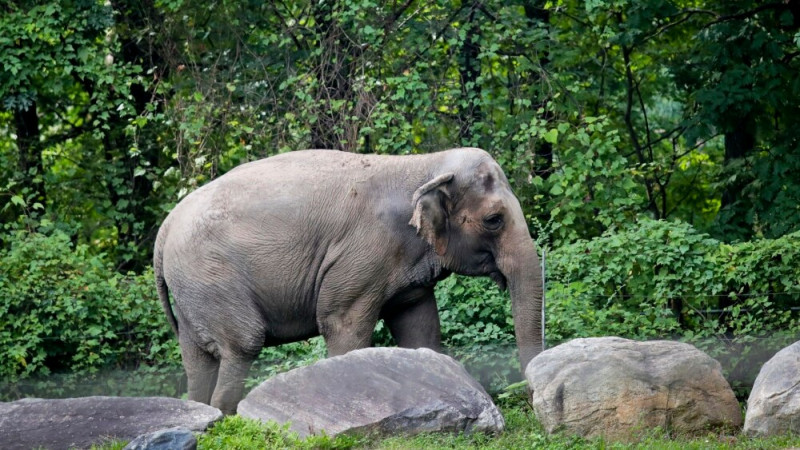 Legal Case Examines if Elephant Can Be Considered a Person