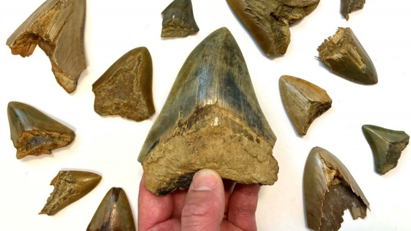 Study: Ancient Sharks Might Have Competed Against Each Other