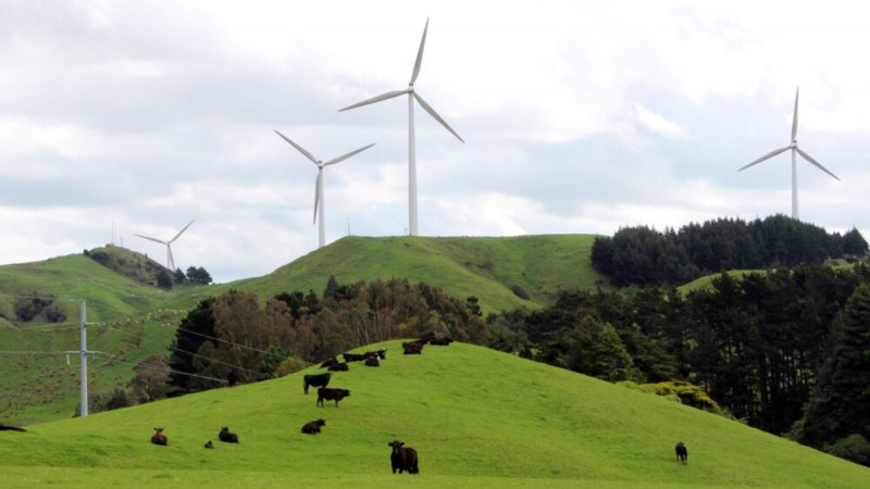 New Zealand May Put Price on Emissions from Cows and Sheep