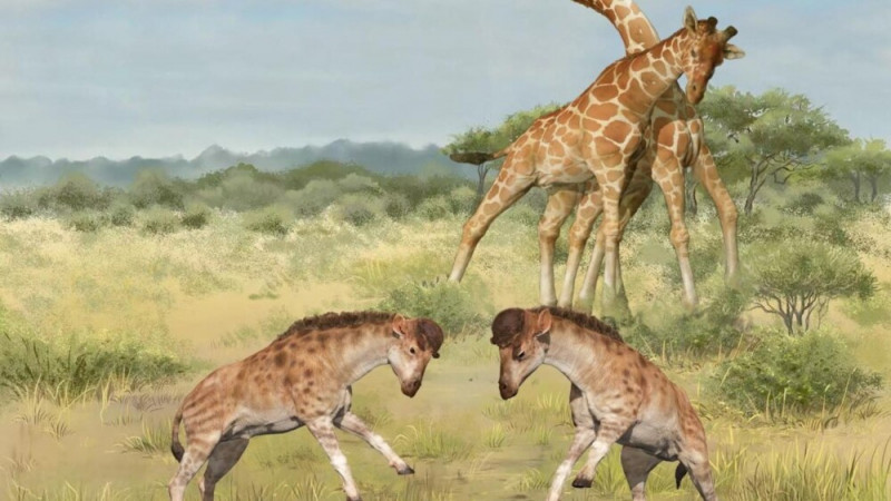 Scientists: Ancient Giraffe Family Developed Long Neck for Fighting