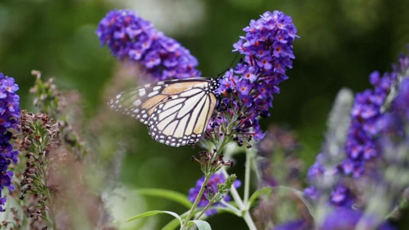 How Gardeners Can Control Harmful Insects, Protect Helpful Ones