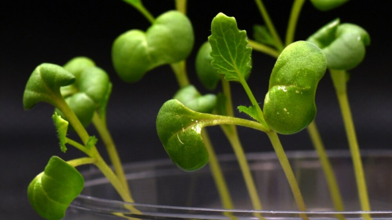 New Artificial Photosynthesis Process Can Grow Plants in the Dark