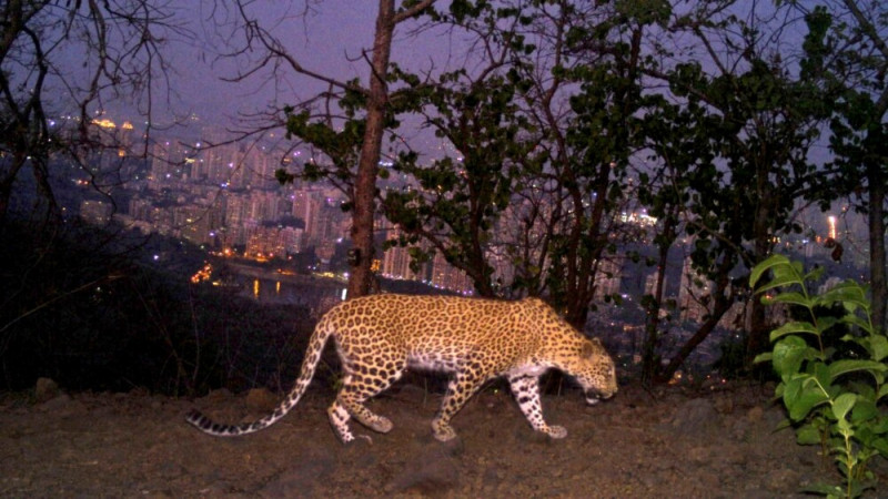 Mumbai, Los Angeles: Two Cities with Large Cats