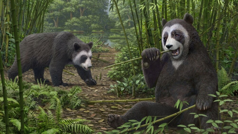 Early Version of Giant Panda's ‘False Thumb' Found in China