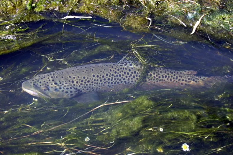 Cold-Water Fish Are Being Threatened in Temperate US Lakes