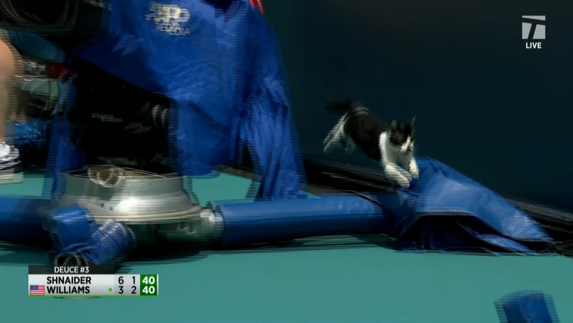 Miami Open: Venus' Williams first-round defeat to Diana Shnaider interrupted by court-invading cat