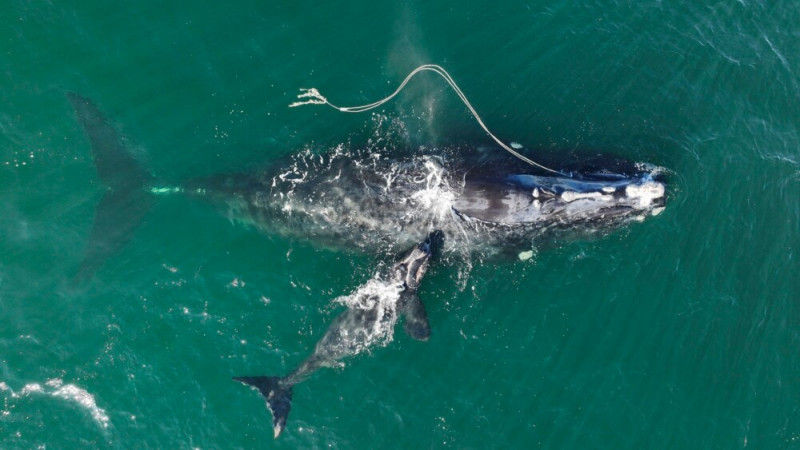 US Agency Studies Rare Whale Habitat Expansion Request