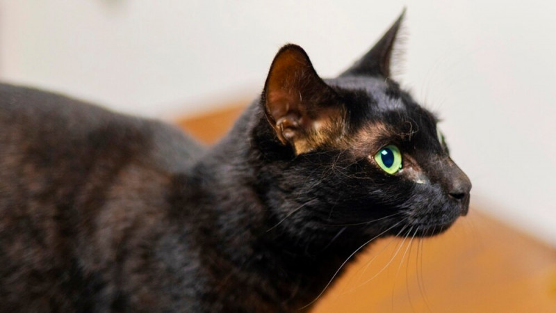 Lost and Found: A Cat Is Reunited with Her Owners