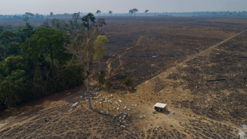 Deforestation in Brazil's Amazon Hits Record Level